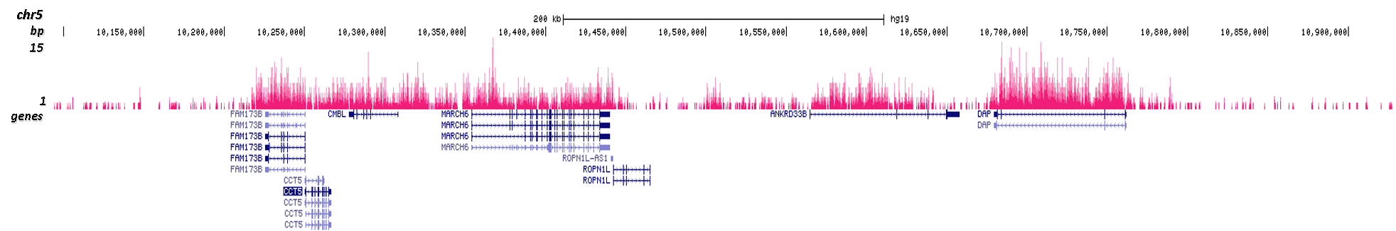 H3K36me2 Antibody for ChIP-seq