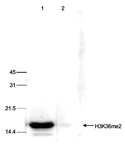 H3K36me2 Antibody validated in Western Blot