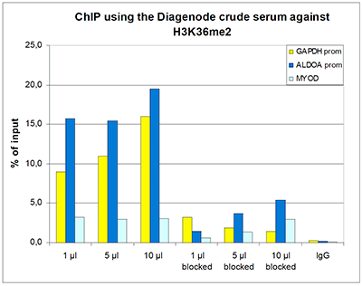 H3K36me2 Antibody ChIP Grade