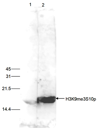 H3K9me3S10p Antibody validated in Western Blot