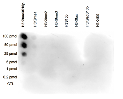 H3K9me3S10p Antibody validated in Dot Blot