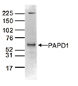 Western blot