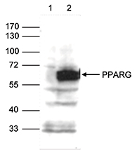 Western blot