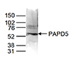 Western blot