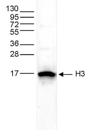 H3pan Antibody validated in Western Blot