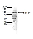 Western blot