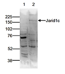 Western blot