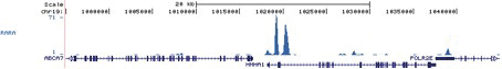 RARA Antibody for ChIP-seq