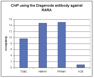 RARA Antibody ChIP Grade