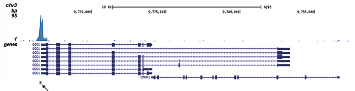 AML1-ETO Antibody for ChIP-seq