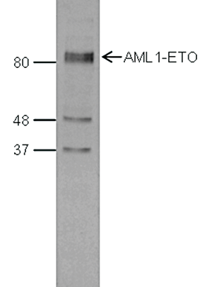 AML1-ETO Antibody validated in  Western Blot