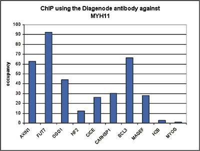 MYH11 Antibody ChIP Grade