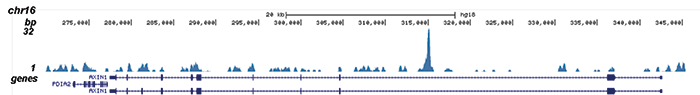 MYH11 Antibody ChIP-seq Grade