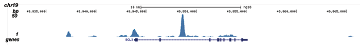 MYH11 Antibody for ChIP-seq assay