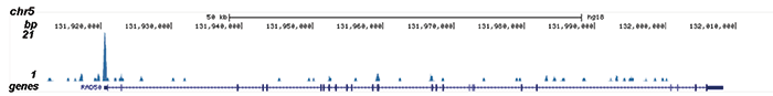 MYH11 Antibody validated in ChIP-seq