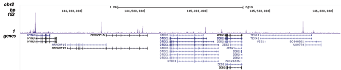 NFKB p65 Antibody for ChIP-seq 