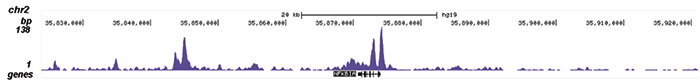 NFKB p65 Antibody for ChIP-seq assay