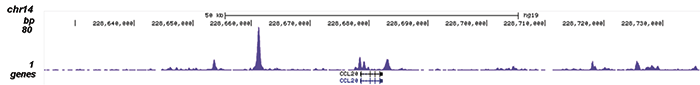 NFKB p65 Antibody validated in ChIP-seq 