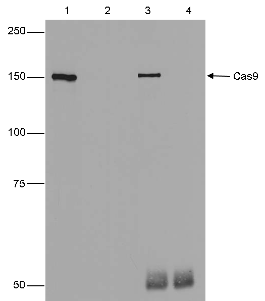 CRISPR/Cas9 Antibody Validation in IP