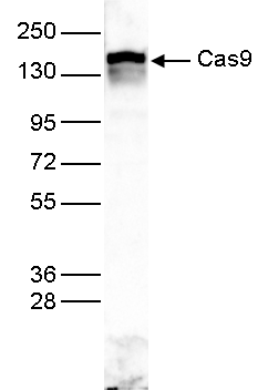 CRISPR/Cas9 Antibody Validation in WB 