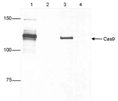 IP figure 2