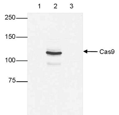 WB figure 1