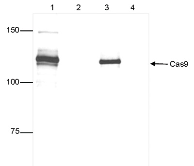 IP figure 2