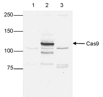 WB figure 1