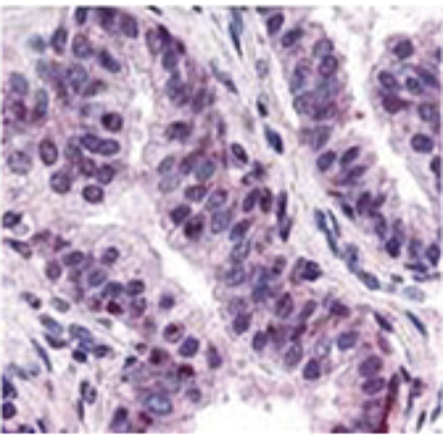 NFYA Antibody validated in Immunohistochemistry 