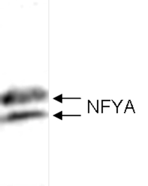 NFYA Antibody validated in western Blot