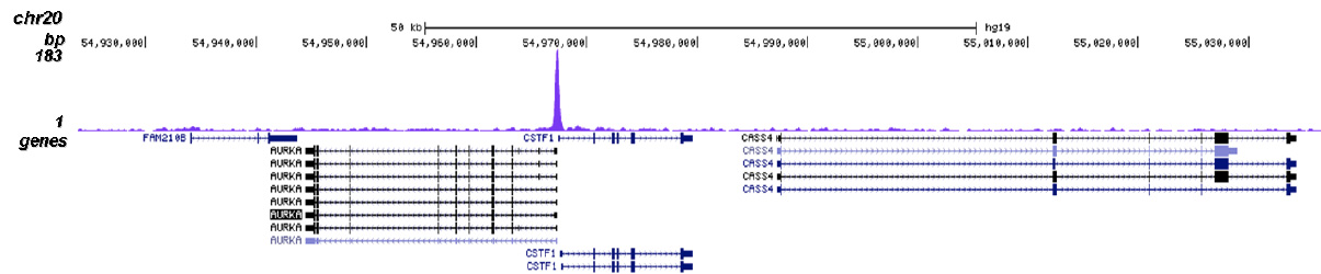 NFYA Antibody for ChIP-seq assay