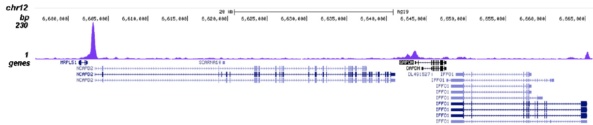 NFYA Antibody validated in ChIP-seq 