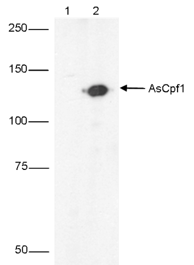 Western blot