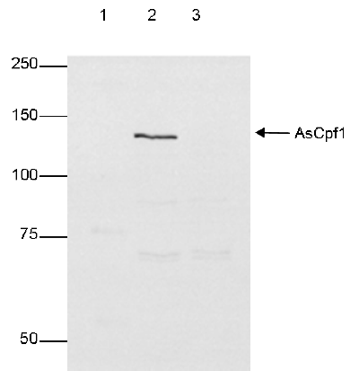 Western blot