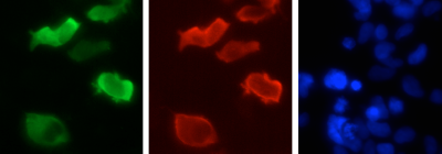 Immunofluorescence