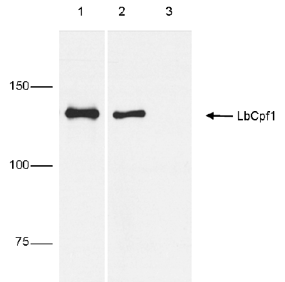 Immunoprecipitation