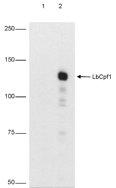 Western blot