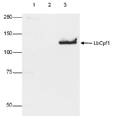 Western blot