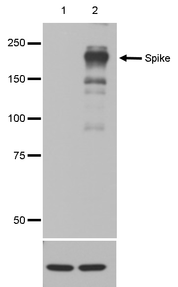 Covid-19 Spike Antibody validated in Western Blot