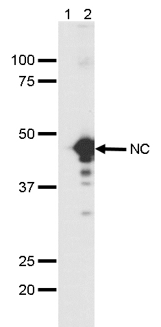 Covid-19 Nucleocapsid Antibody validated in Western Blot