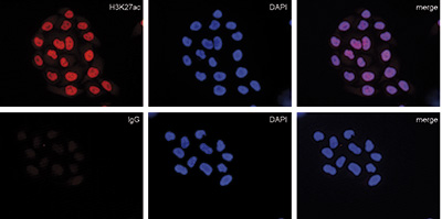 Mouse IgG Antibody validated in Immunofluorescence
