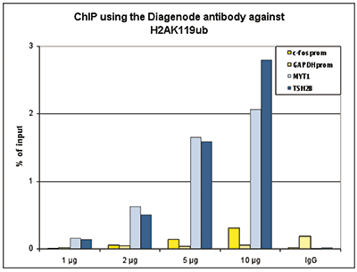 H2AK119ub Antibody ChIP Grade