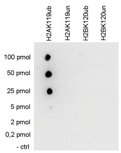 H2AK119ub Antibody validated in Dot Blot