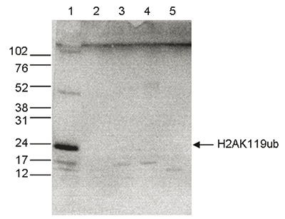 H2AK119ub Antibody validated in Western Blot