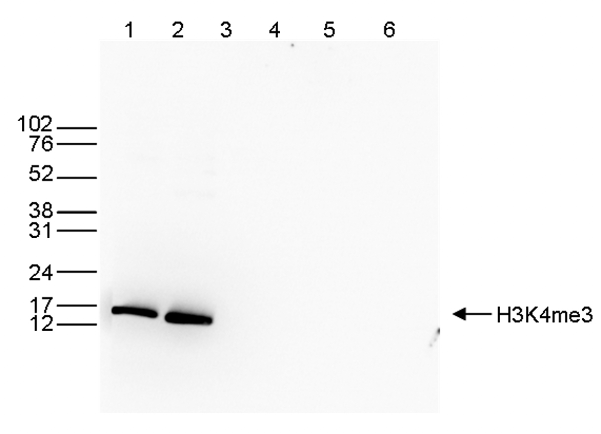 Western Blot