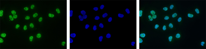 H3K9ac Antibody validated in Immunofluorescence 