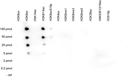 H3K9ac Antibody validated in Dot Blot 