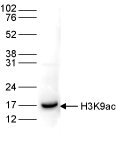 H3K9ac Antibody validated in Western Blot
