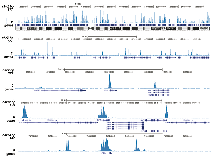 H3K9/14ac Antibody ChIP-seq Grade