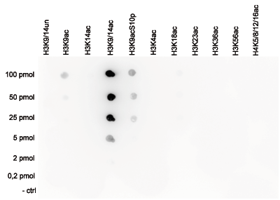 H3K9/14ac Antibody Dot Blot validation